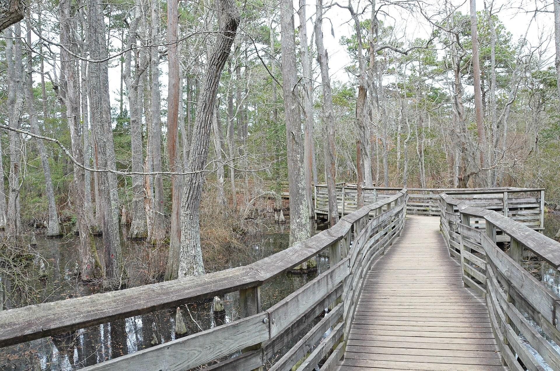 Boardwalk through the cypress swamp at First Landing State Park