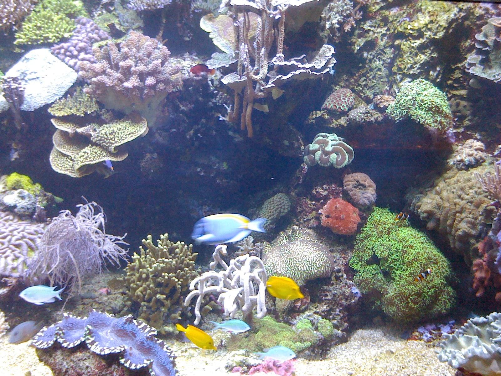 Coral and reef fish inside Ripley’s Aquarium of the Smokies