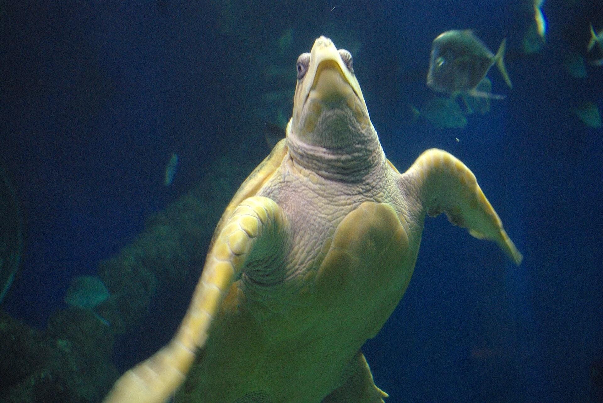 Loggerhead sea turtle swimming at the Virginia Aquarium